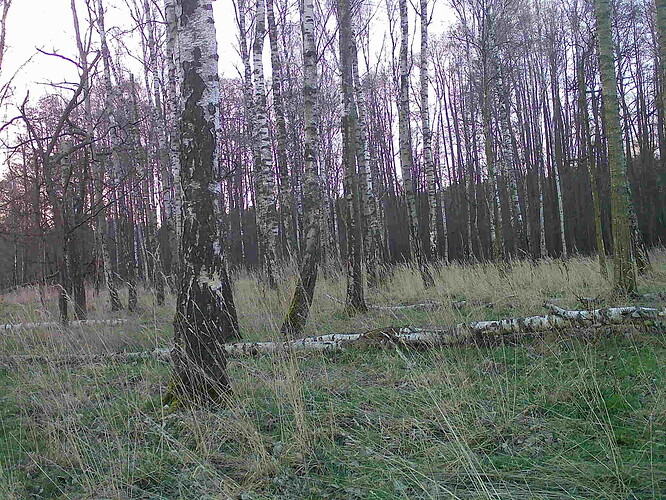trailcam_image