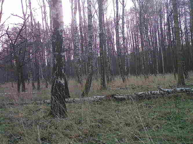 trailcam_image