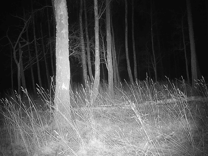trailcam_image
