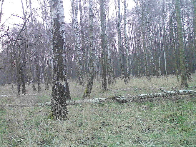 trailcam_image